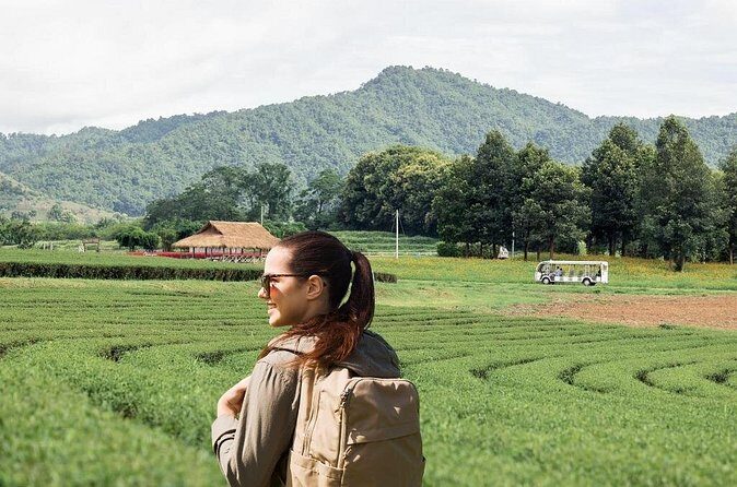 Chiang Rai Temple and Tea Plantation Private Tour from Chiang Mai - The Sum Up
