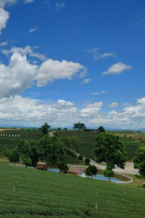 Chiang Rai: Temple Treasures & Popular Sightseeings (Buffet) - Itinerary Highlights