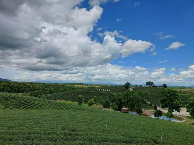 Chiang Rai: Temple Treasures & Popular Sightseeings (Buffet) - Customer Feedback