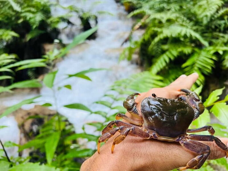 Chiang Rai: The Adventure of Trekking & Bamboo Cooking - What Travelers Say: Authentic, Enjoyable, and Well-Guided
