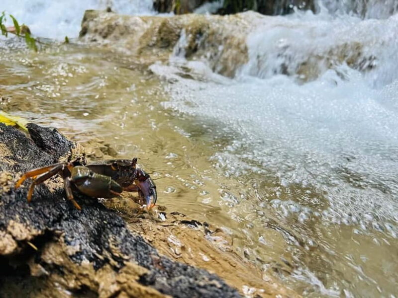Chiang Rai: The Adventure of Trekking & Bamboo Cooking - Practical Details and Tips for Your Day