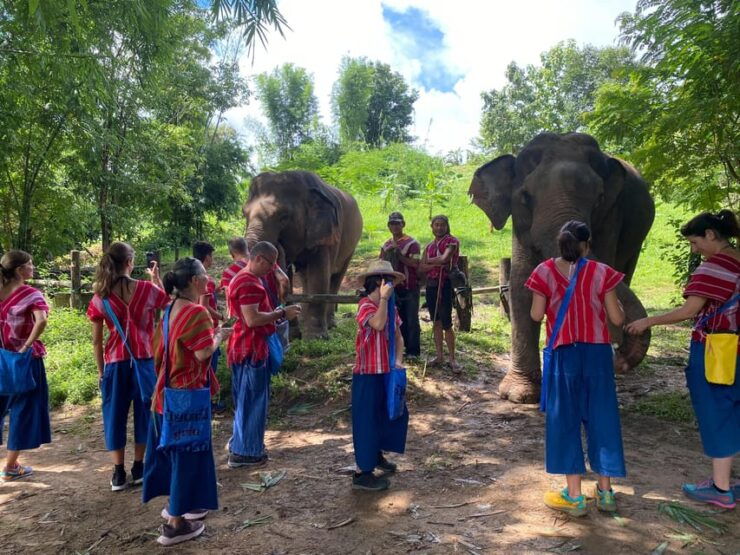 Chiang Rai:Experience the Way of the Elephants [Half-Day] - Inclusions and Benefits