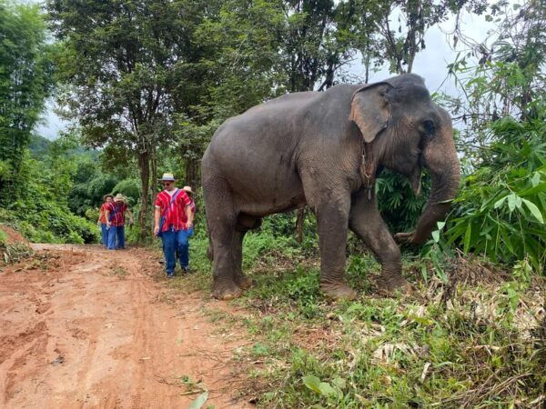 Chiang Rai:Experience the Way of the Elephants [Half-Day] - Questions You May Have