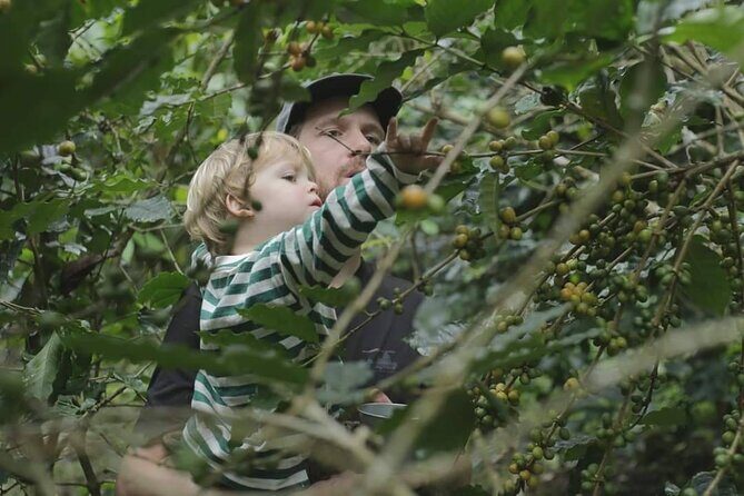 Chiangmai Coffee Farm Tour - A Detailed Look at the Chiangmai Coffee Farm Tour