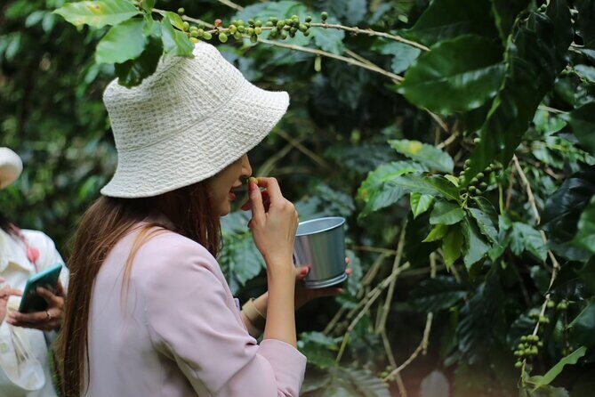 Chiangmai Coffee Farm Tour - Good To Know