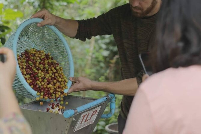 Chiangmai Coffee Farm Tour - Pricing