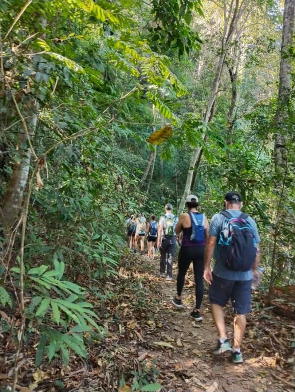 Chiangmai : Doi Pui Summit Hiking Experience - An In-Depth Look at the Doi Pui Summit Hiking Experience