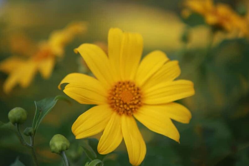 Chiangmai : Experience the magic of Mexican Sunflower field - Culinary and Cultural Experiences