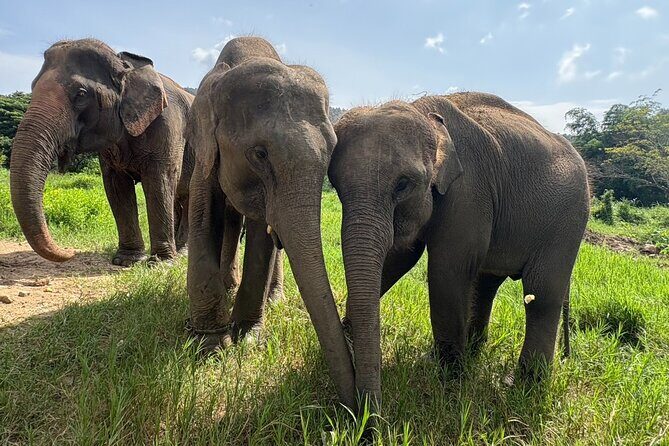 Chiangmai Half Day Visit and Wildlife Experience - Good To Know  