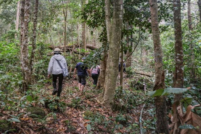 Chiangmai Hilltribe Coffee Forest : Trek Plant Roast & Brew - Planting the Coffee Tree