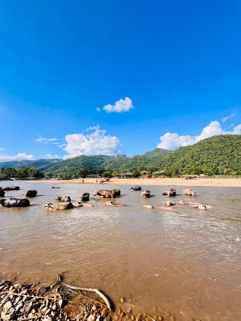 Chiangmai Whole Day Tour- Trekking, Waterfall & Tubing - Highlights of the Experience