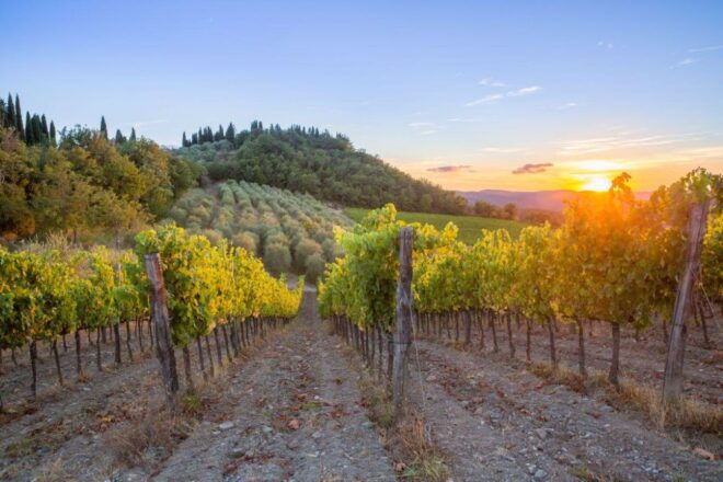 Chianti and San Giminiano Wine Tour - Private Experience - San Gimignano