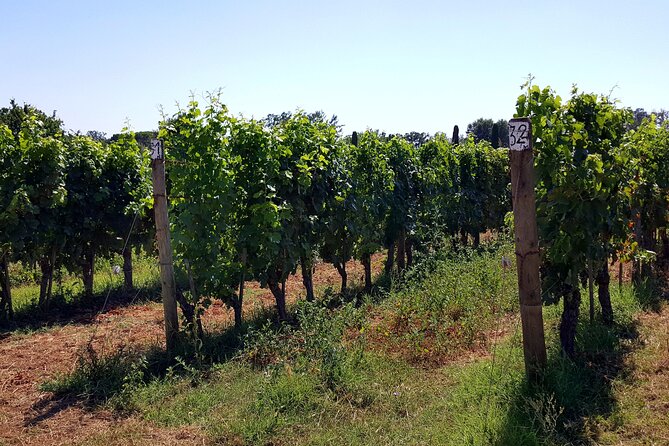 Chianti Classico 3 Top Wineries Limousine Service Private Driver - Winery Selection: Top 3 Chianti Classico