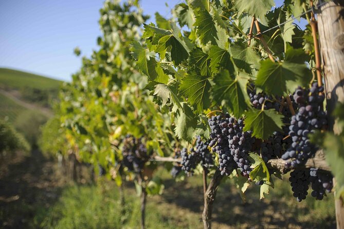Chianti Classico Wine Tour and Tasting - Estate Exploration