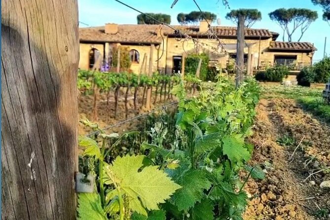 Chianti Classico Wine Tour and Tasting - Customer Reviews