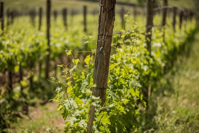 Chianti Classico Wines With Seasonal Farmers Dishes - Pricing Details