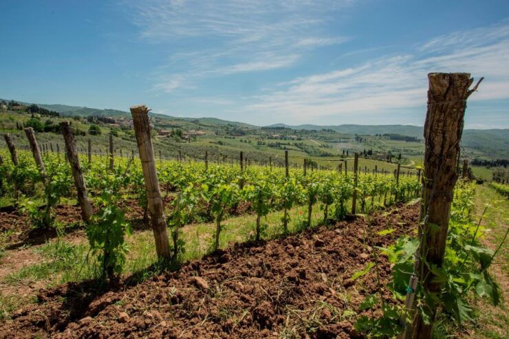 Chianti Classico Wines With Seasonal Farmers Dishes - Taste Organic Estate Wines