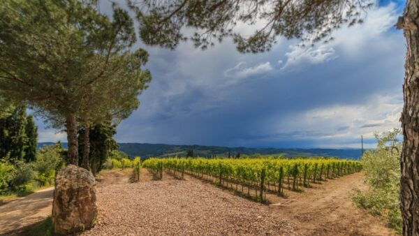 Chianti Classico Wines With Seasonal Farmers Dishes - Indulge in Traditional Chianti Cuisine