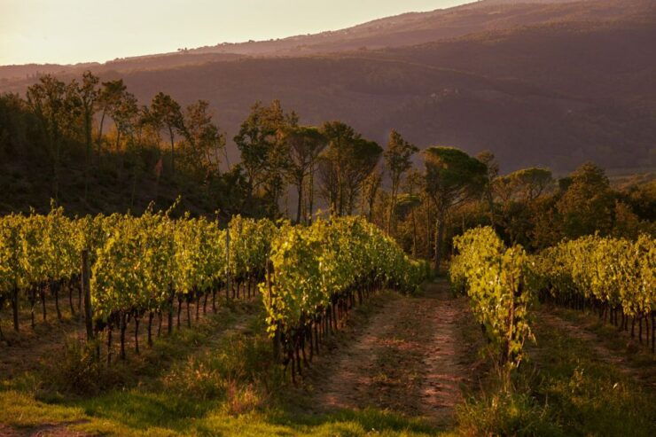 Chianti Colli Fiorentini Winery Tour 18km From Florence - Tour Details