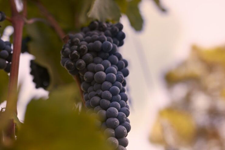 Chianti Colli Fiorentini Winery Tour 18km From Florence - Activity Description