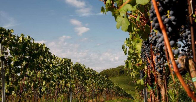 Chianti Colli Fiorentini Winery Tour 18km From Florence - Important Information