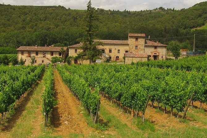 Chianti From Florence:Private Wine, Olive Oil Tasting in the Tuscan Countryside - Price