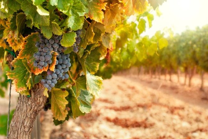 Chianti Half-Day Wine Tour in the Tuscan Hills Small Group From Lucca - Pricing and Booking Details
