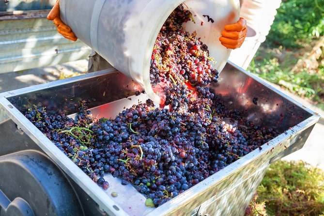 Chianti Half-Day Wine Tour in the Tuscans Hills From Pisa - Pricing and Booking