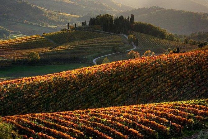 Chianti Half-Day Wine Tour in the Tuscans Hills From Pisa - Wine Tasting