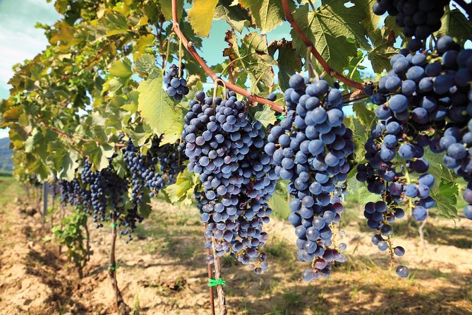 Chianti Half-Day Wine Tour in the Tuscans Hills From Pisa - End Point and Cancellation Policy
