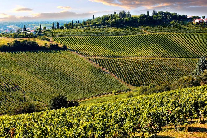 Chianti Half-Day Wine Tour in the Tuscans Hills From Pisa - Traveler Photos and Reviews