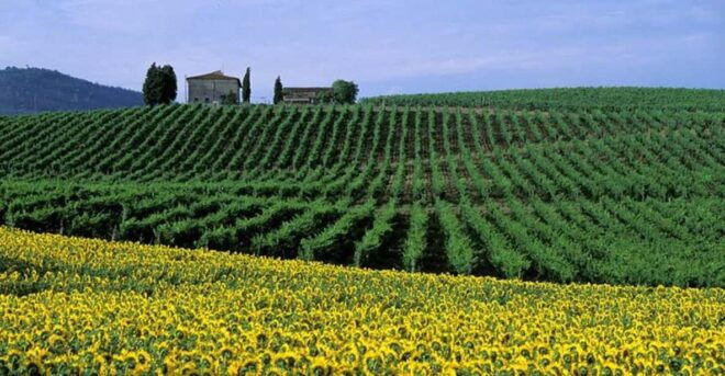 Chianti Half-Day Wine Tour Included Lunch and Tasting (5hrs) - Included Experiences