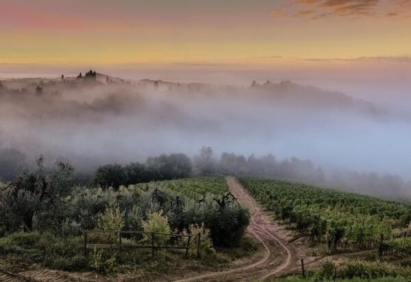 Chianti Half-Day Wine Tour Included Lunch and Tasting (5hrs) - Historical Sites Visited