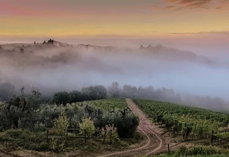 Chianti Half-Day Wine Tour included meal & tasting (5hrs) - Discovering the Charm of the Chianti Half-Day Wine Tour