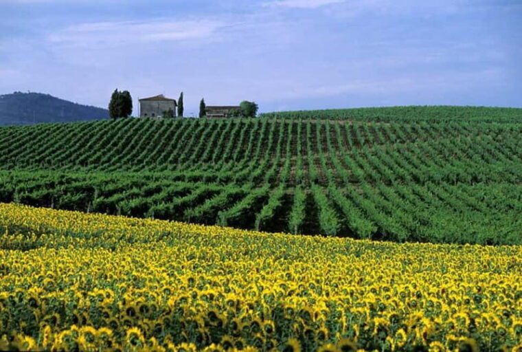 Chianti Half-Day Wine Tour included meal & tasting (5hrs) - What Could Be Better?