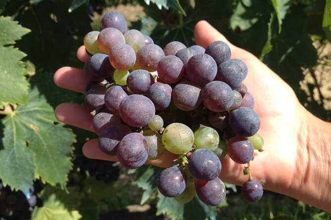 Chianti Lovers Tour- 2 Wineries and Supertuscan Small Group From Lucca - Tour Overview
