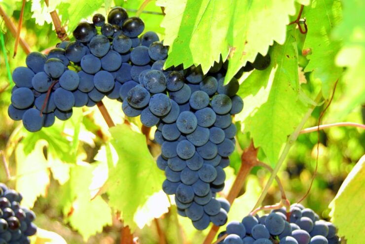 Chianti Natural Wine Tour With Tuscan Lunch - Tour Details