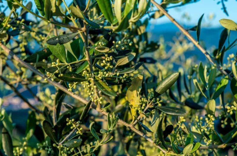 Chianti Rufina: Discover the tradition of extra virgin olive oil and organic wines - The Experience: Authenticity Meets Scenic Splendor