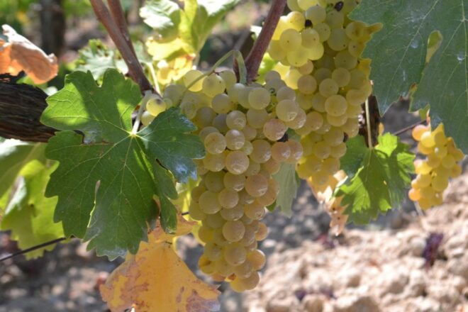 Chianti & San Gimignano Full-Day Tuscan Wine Tour - Important Information