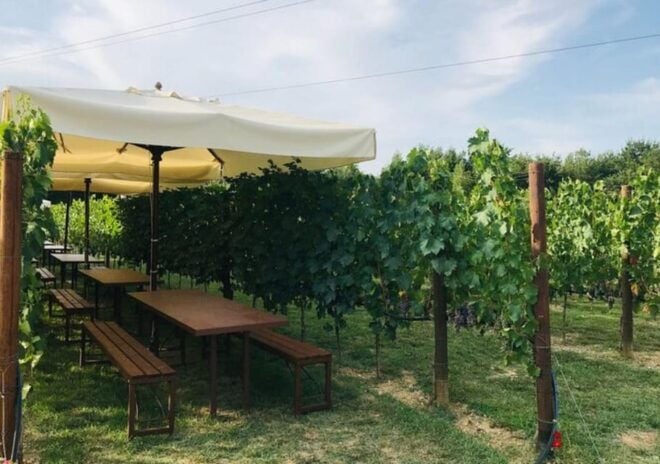 Chianti Semi-Private Wine Tasting and Dinner in Vineyard - Special Dietary Options