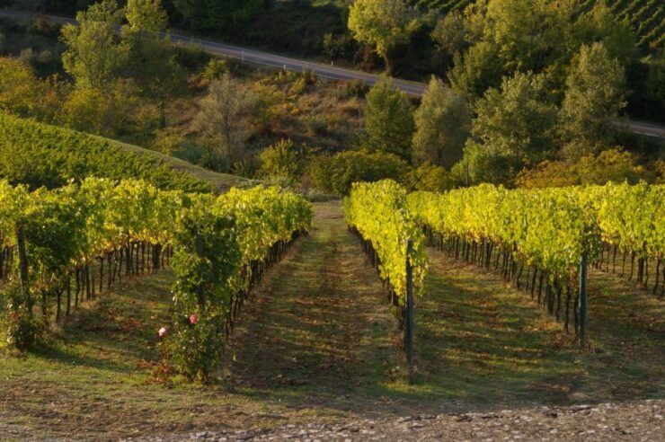 Chianti, Siena, S. Gimignano & Wine Tasting Private Tour - Good To Know