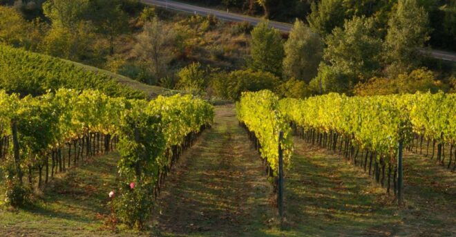 Chianti, Siena, S. Gimignano & Wine Tasting Private Tour - Itinerary