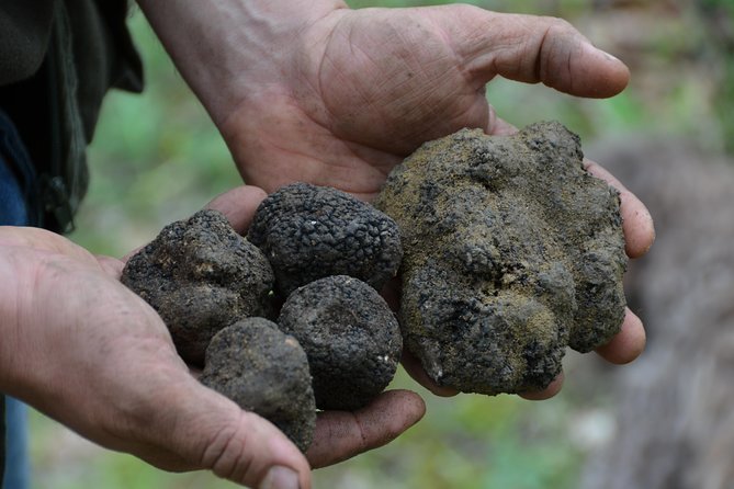 Chianti: Truffle Hunting and Lunch Experience - What to Expect