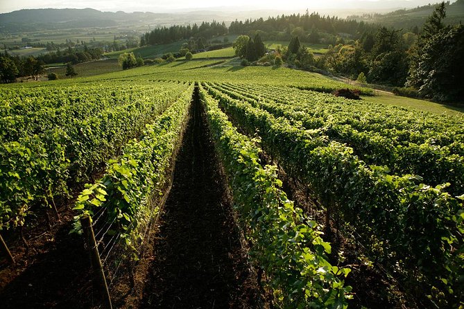 Chianti Vineyards Tours in Private Luxury Van From Florence - Common Questions