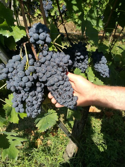 Chianti: Visit the Smallest Winery in Chianti Classico - Good To Know