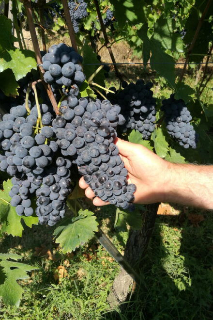 Chianti: Visit the Smallest Winery in Chianti Classico - Frequently Asked Questions