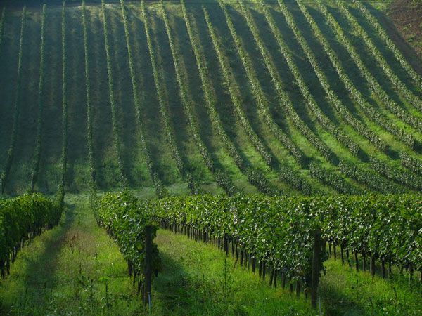 Chianti Wine and Hill Towns Full-Day Tour With Deluxe Van - Booking Information