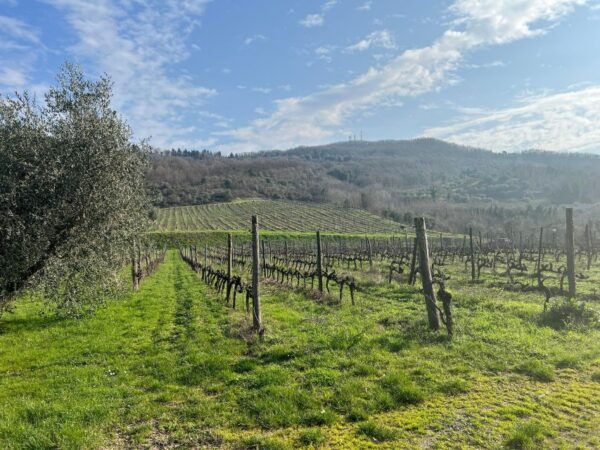 Chianti: Wine and Honey Tasting Half-Day Experience - Frequently Asked Questions