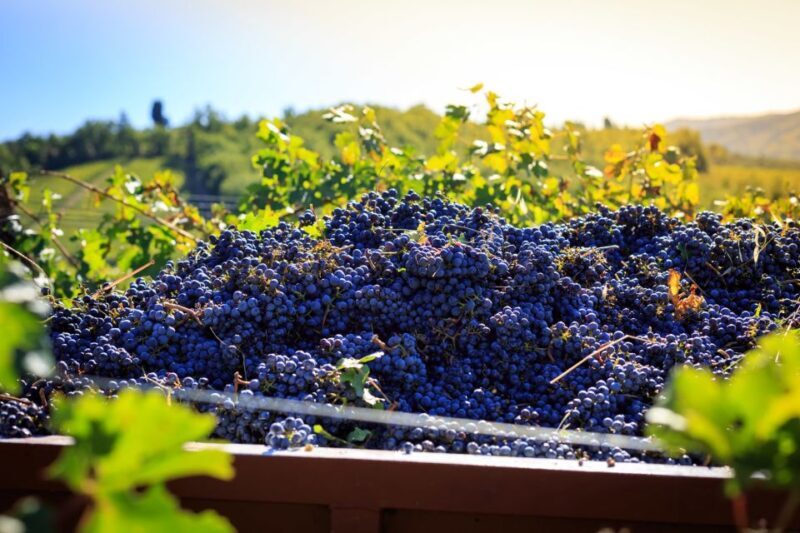 Chianti: Wine and Olive Oil Tasting with Cellar Tour - FAQ