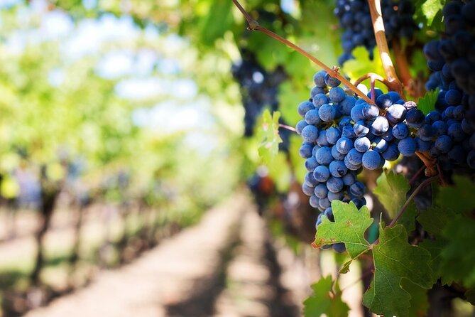 Chianti Wine Tasting & Siena Private Guided Tour From Florence - Good To Know